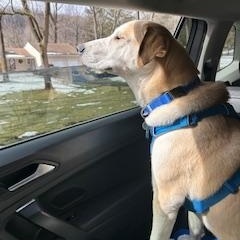 Enlarge Kevin, an adoption pending mixed breed in Warrington, PA image 3/6