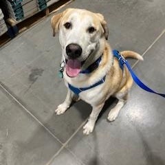 Kevin, Adoptable, Puppy Male Labrador Retriever & Husky.