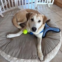 Enlarge Kevin, an adoption pending mixed breed in Warrington, PA image 2/6