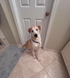 Kevin, Adoptable, Puppy Male Labrador Retriever & Husky.