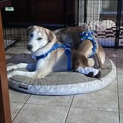 Enlarge Kevin, an adoption pending mixed breed in Warrington, PA image 4/6