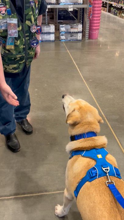 Enlarge Kevin, an adoption pending mixed breed in Warrington, PA video 5/6