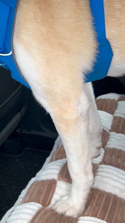 Enlarge Kevin, an adoption pending mixed breed in Warrington, PA video 6/6