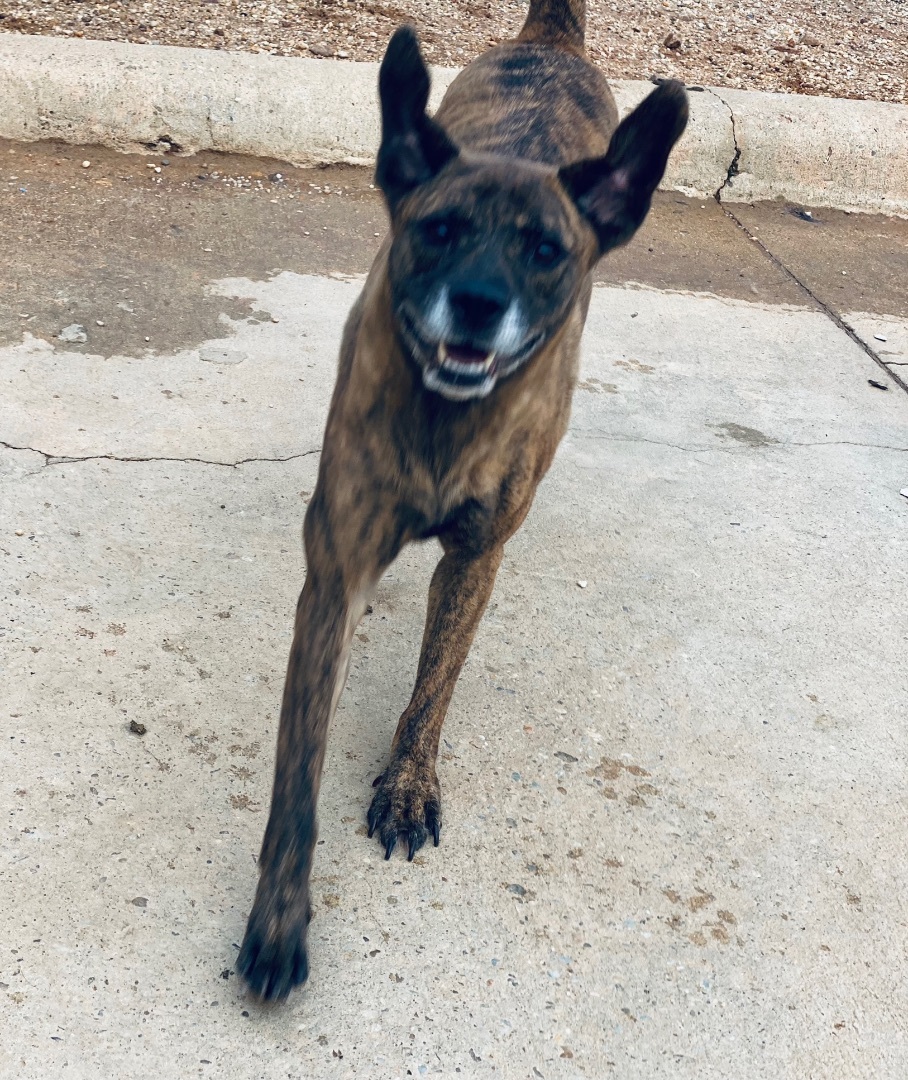 Enlarge Chloe, a Adoptable mixed breed in Auburn, AL image 1/3