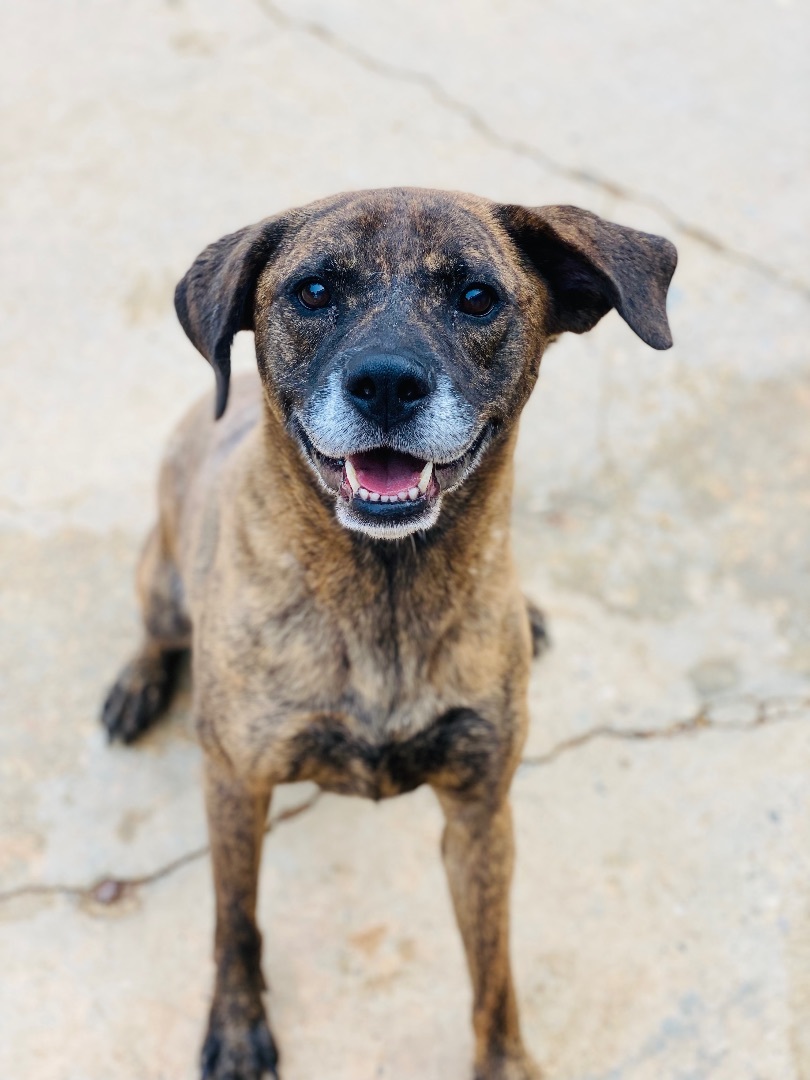 Enlarge Chloe, a Adoptable mixed breed in Auburn, AL image 2/3