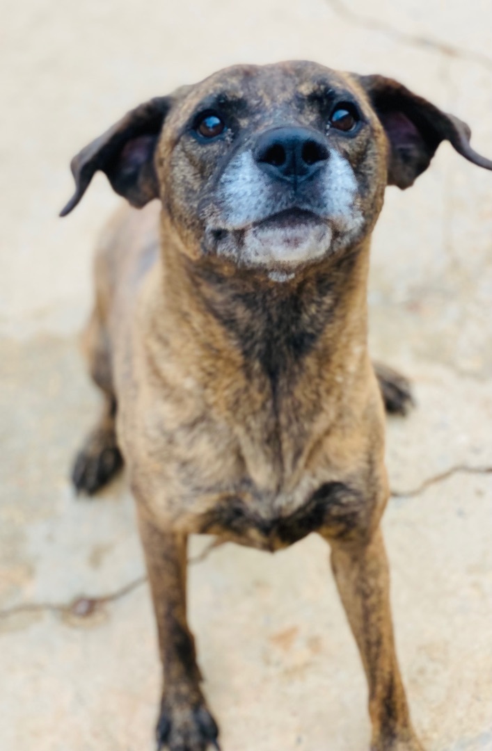 Enlarge Chloe, a Adoptable mixed breed in Auburn, AL image 3/3