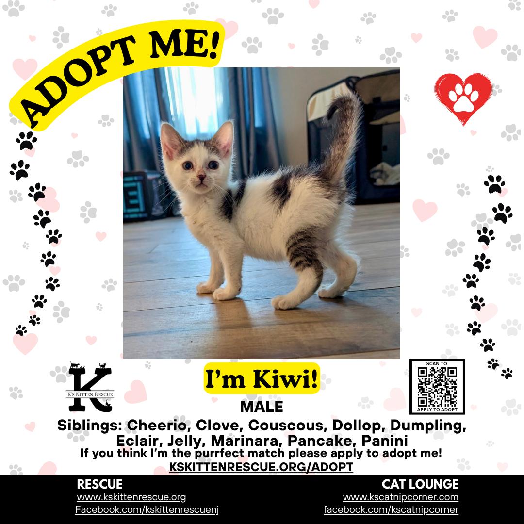 Kiwi, ADOPTABLE, Kitten Male Domestic Short Hair.