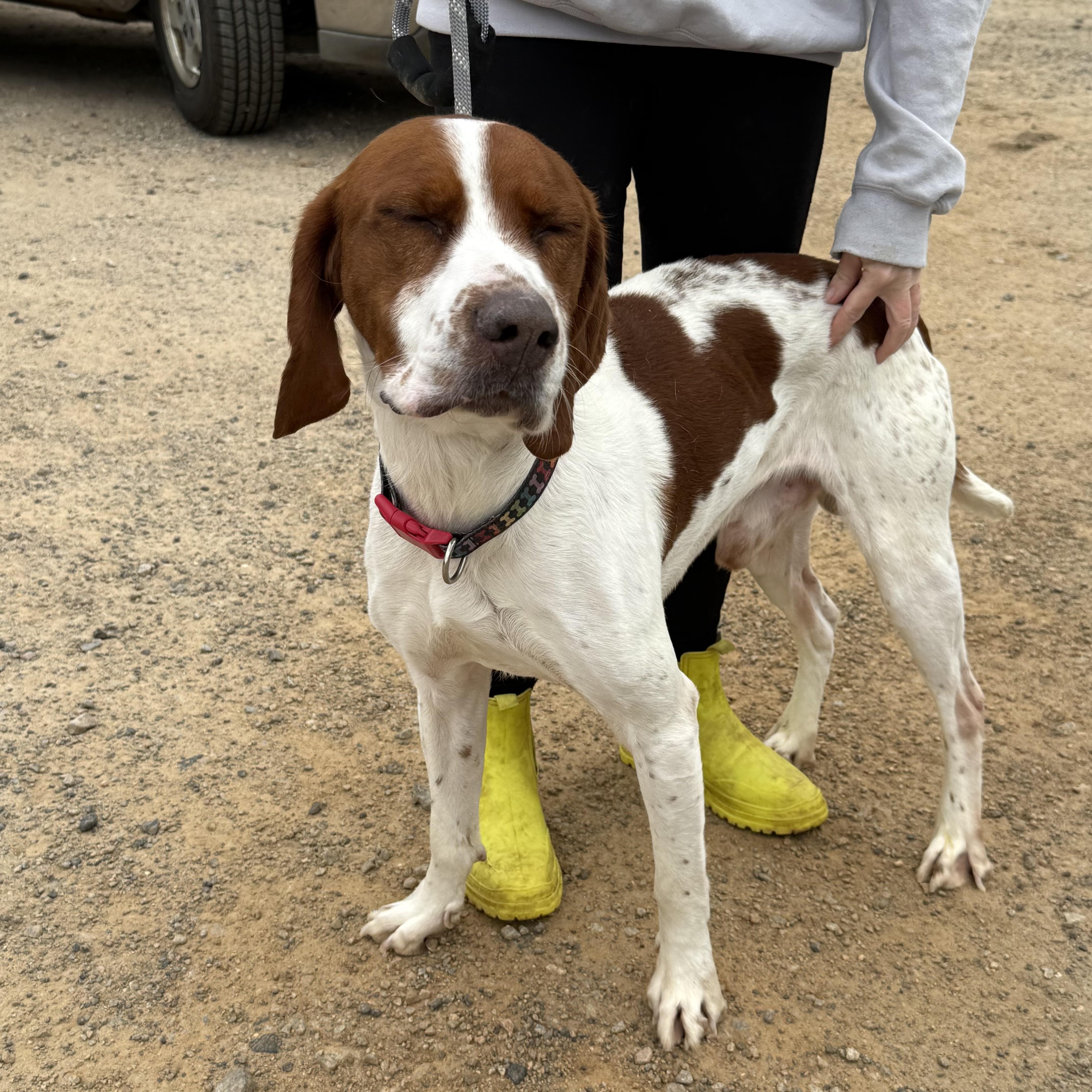 Otto — thumbnail 3