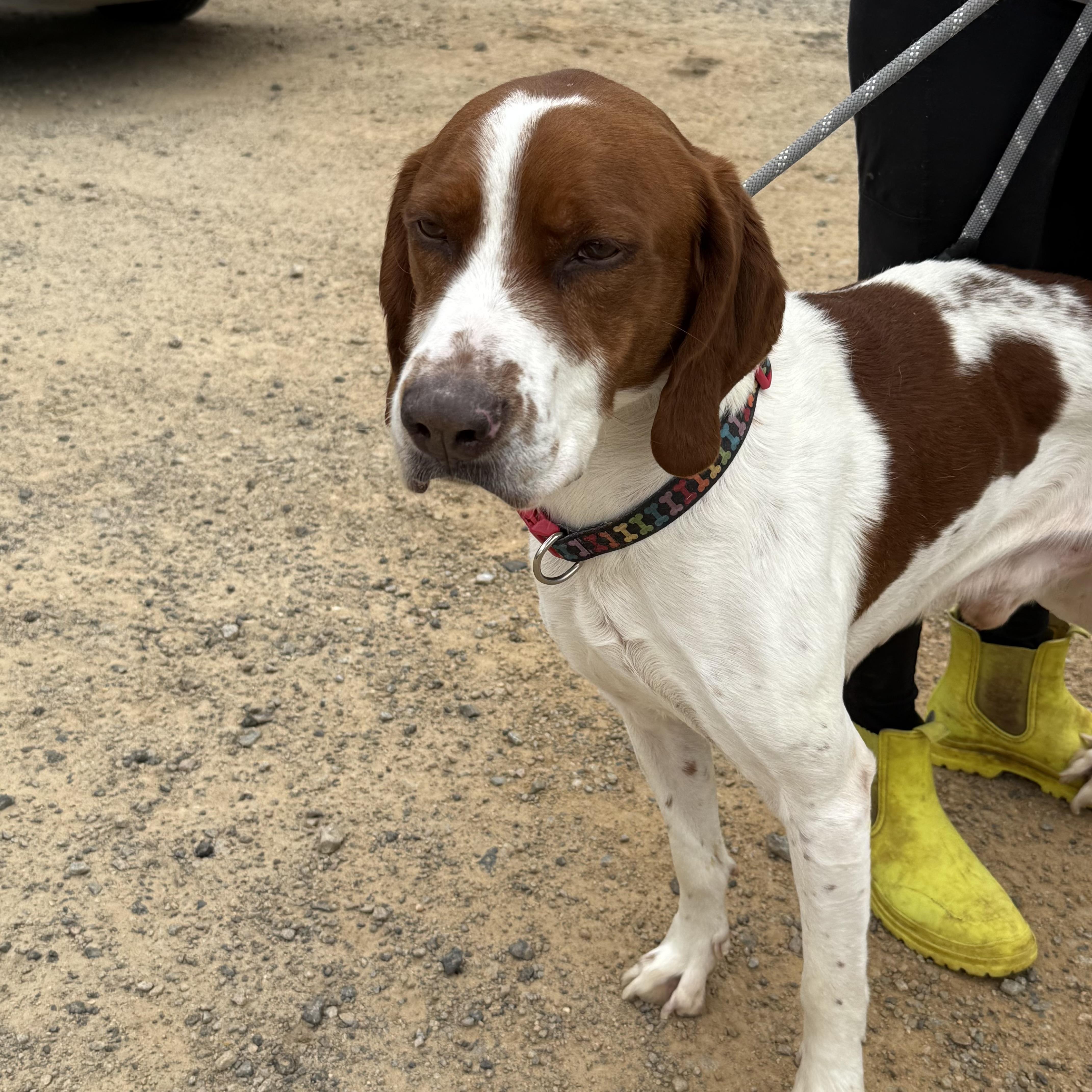 Otto — thumbnail 4