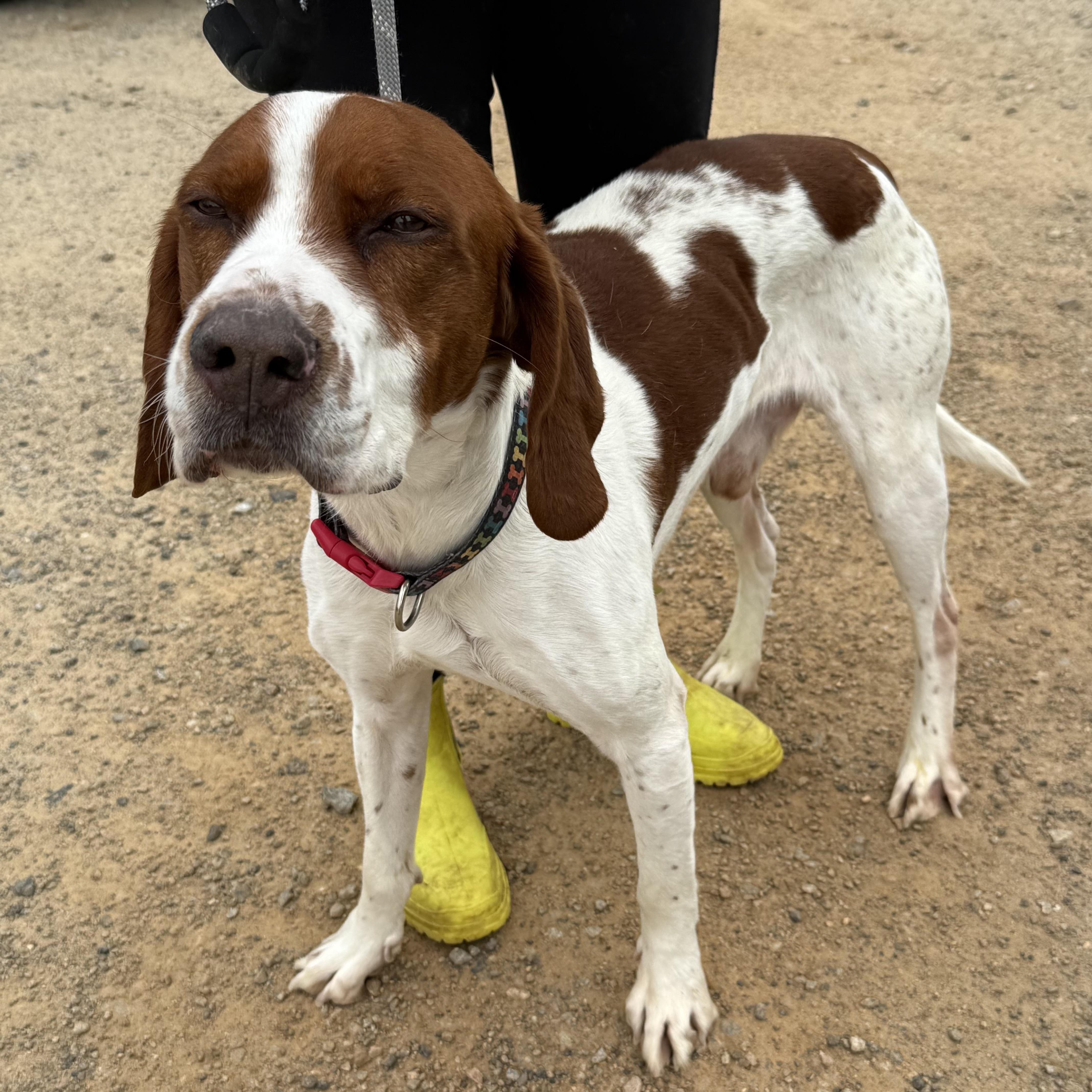 Otto — thumbnail 5