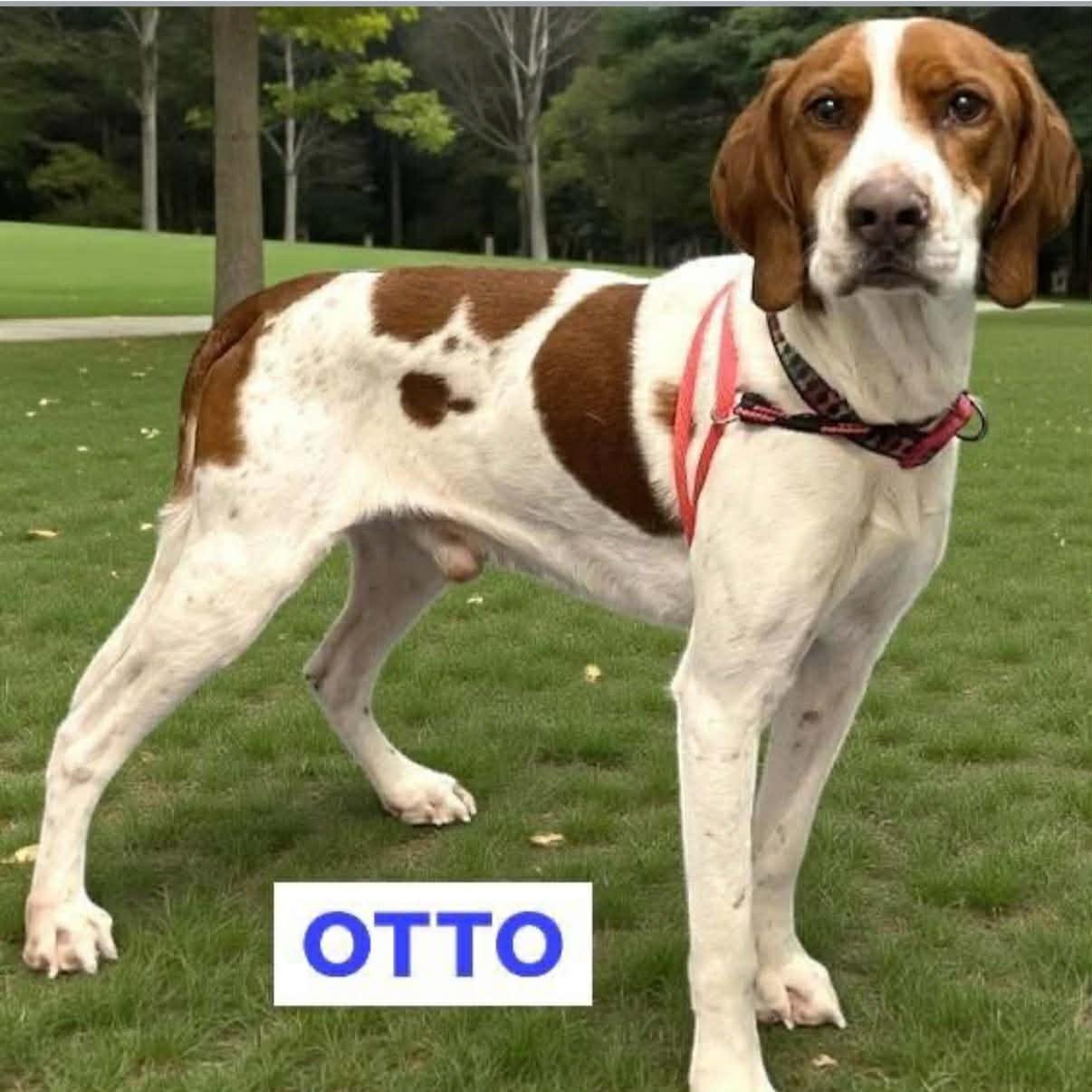 Otto — thumbnail 6