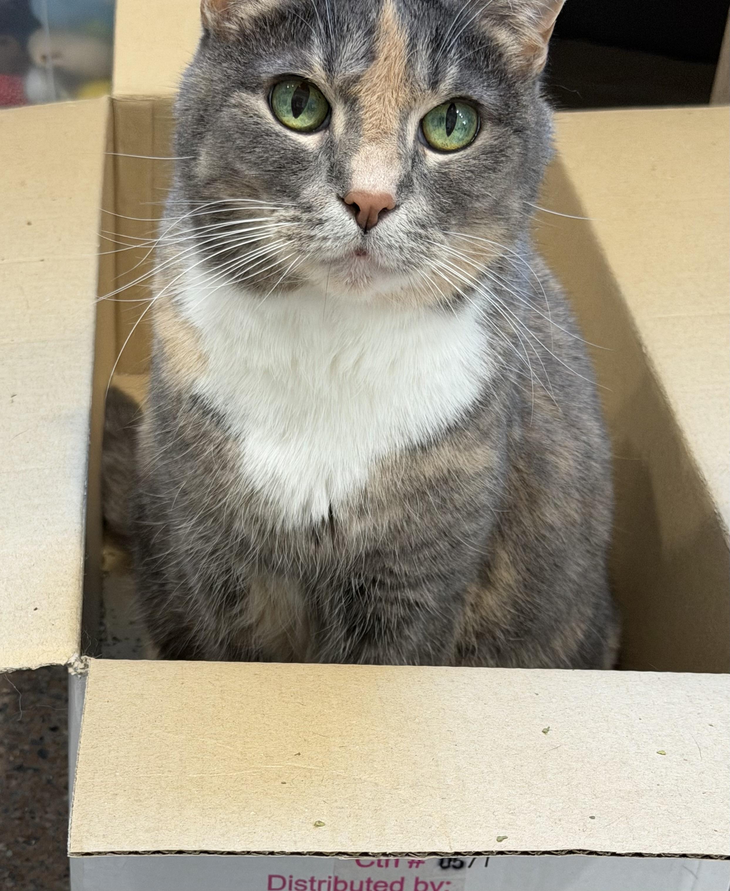 Enlarge Patches, a Adoptable Domestic Short Hair in Sault Sainte Marie, MI image 1/2