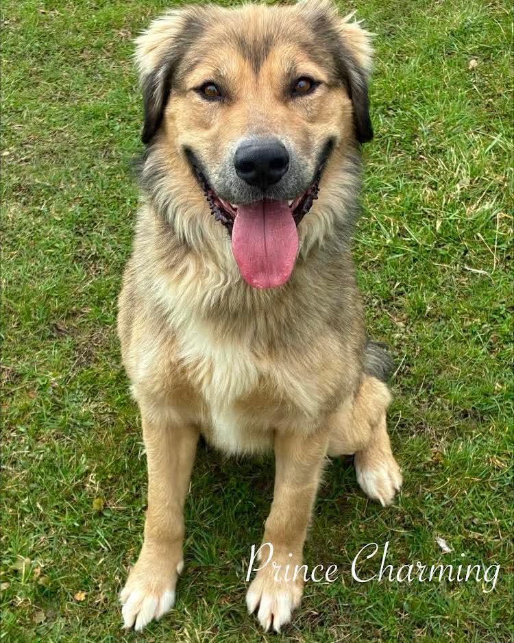 Enlarge Prince Charming, an adopted mixed breed in Washington , PA image 1/1