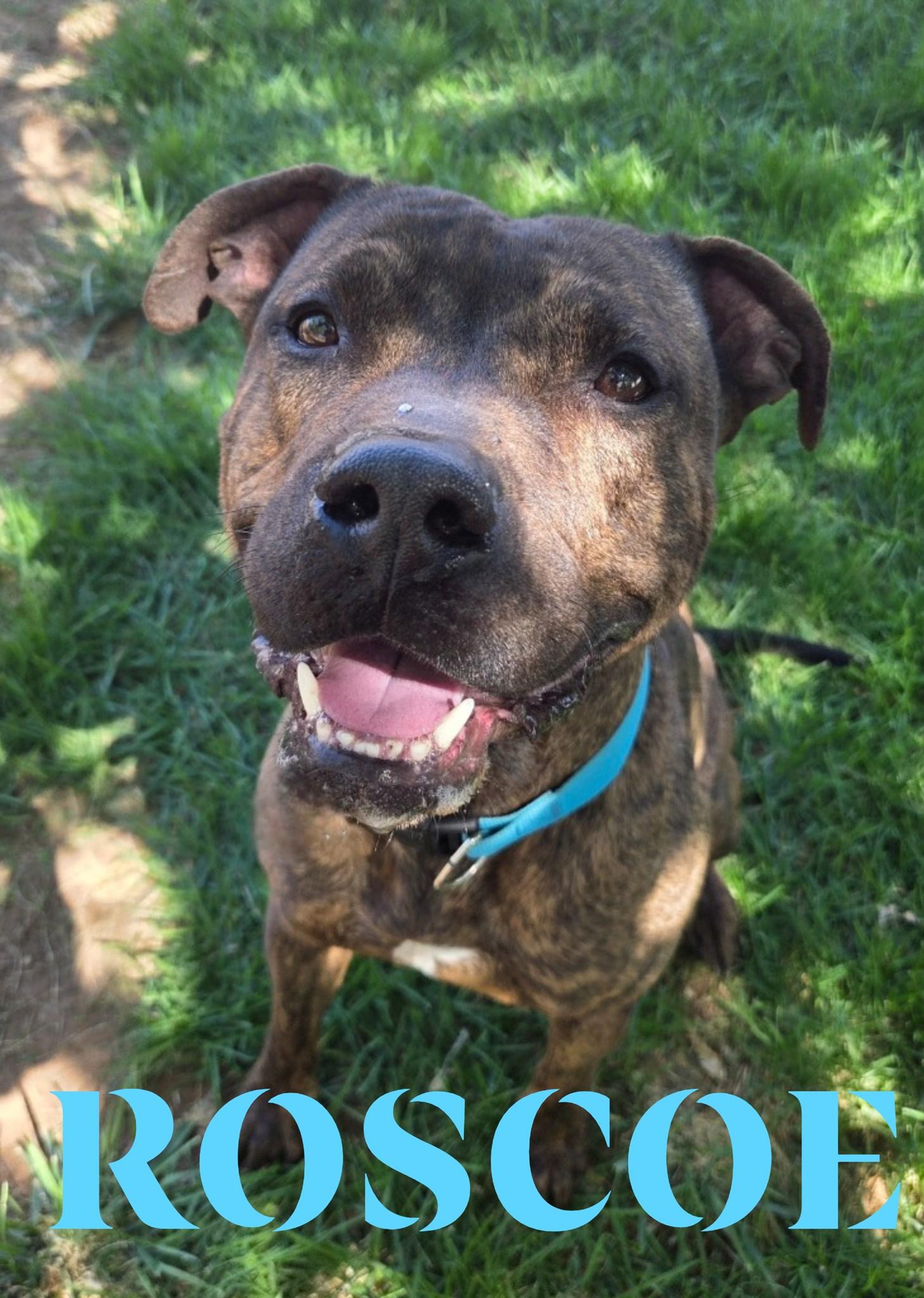 Enlarge Roscoe, an adopted Pit Bull Terrier in Saint George, UT image 1/1