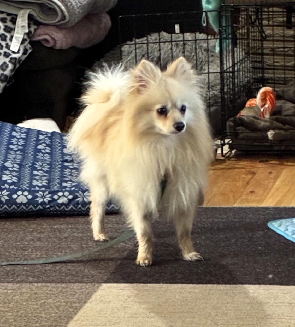 Enlarge Flash, a Adoptable Pomeranian in Salt Lake City, UT image 5/6