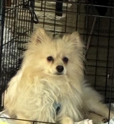 Enlarge Flash, a Adoptable Pomeranian in Salt Lake City, UT image 4/6