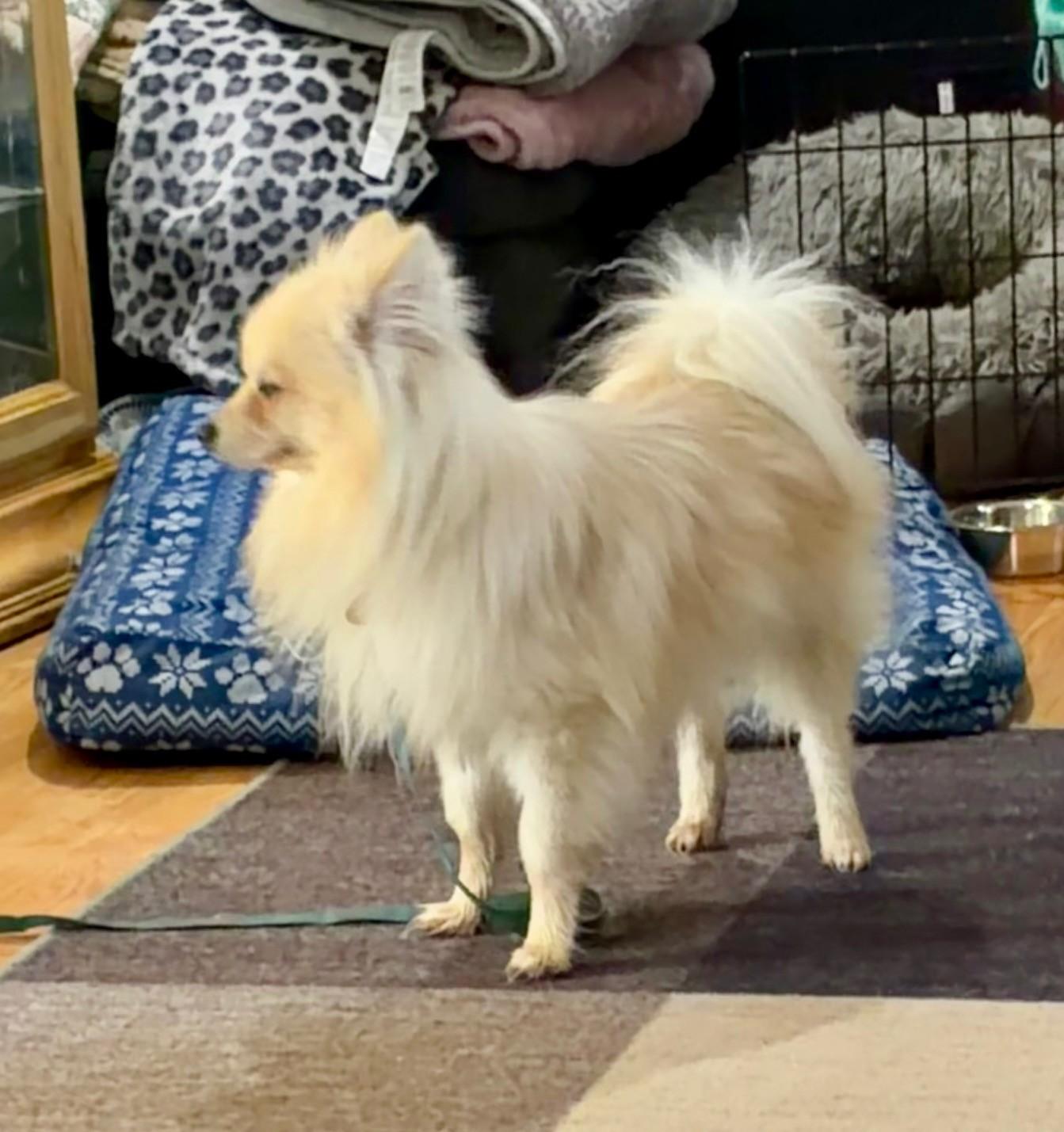 Enlarge Flash, a Adoptable Pomeranian in Salt Lake City, UT image 3/6