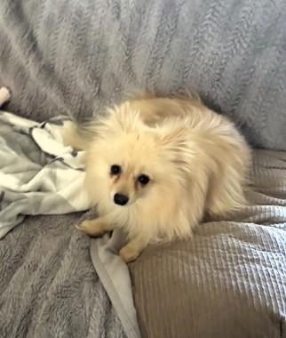 Enlarge Flash, a Adoptable Pomeranian in Salt Lake City, UT image 2/6