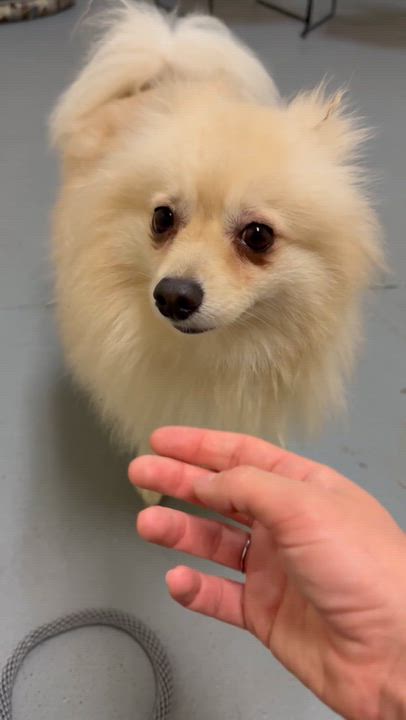 Enlarge Flash, a Adoptable Pomeranian in Salt Lake City, UT video 6/6