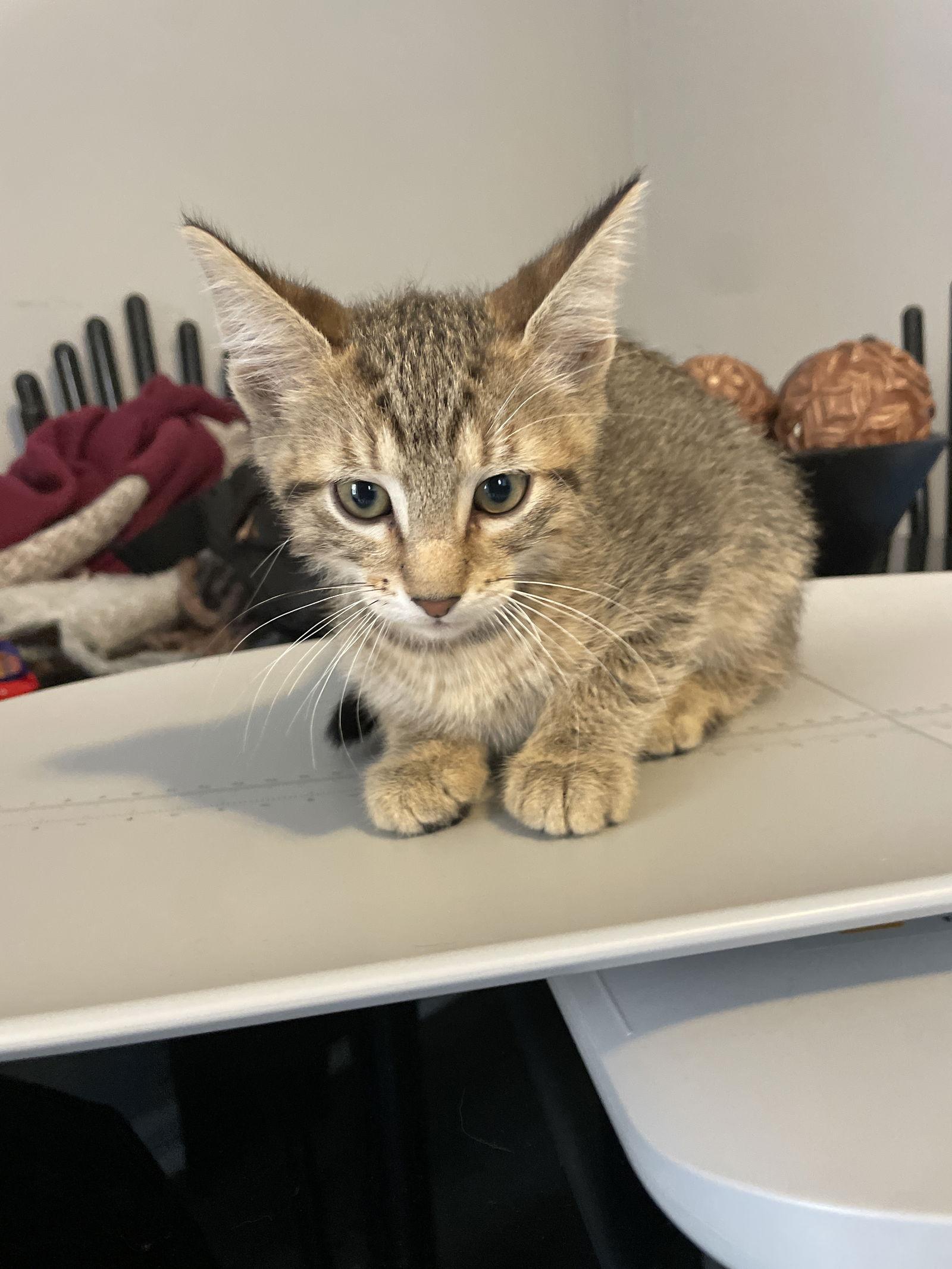 Nova — thumbnail 2