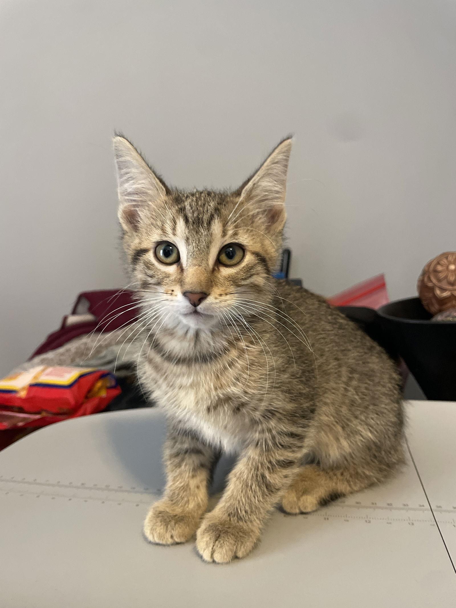 Nova — thumbnail 3