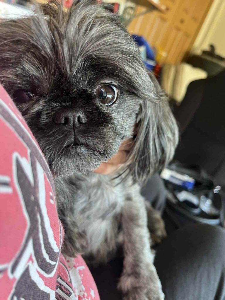Piper, Adopted, Adult Female Shih Tzu.