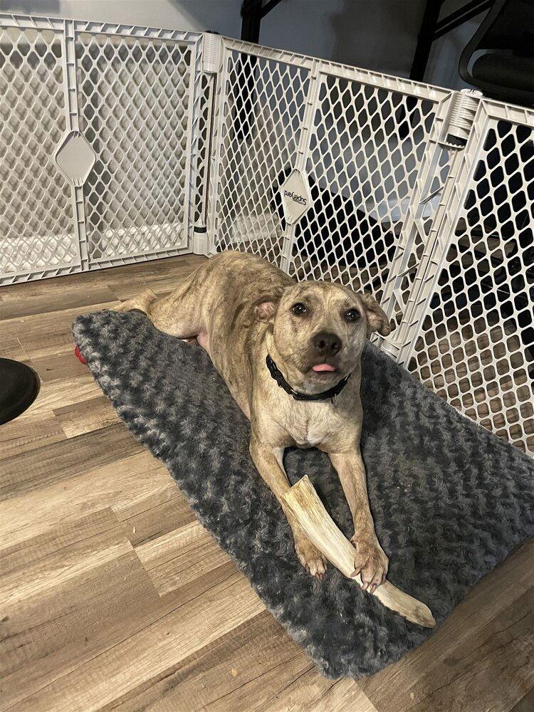 Enlarge Rey (TX), a Adoptable mixed breed in New York, NY image 1/3