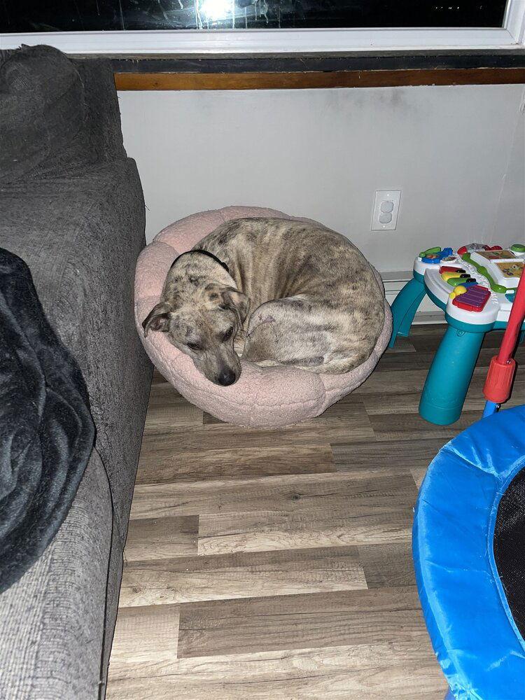 Enlarge Rey (TX), a Adoptable mixed breed in New York, NY image 3/3