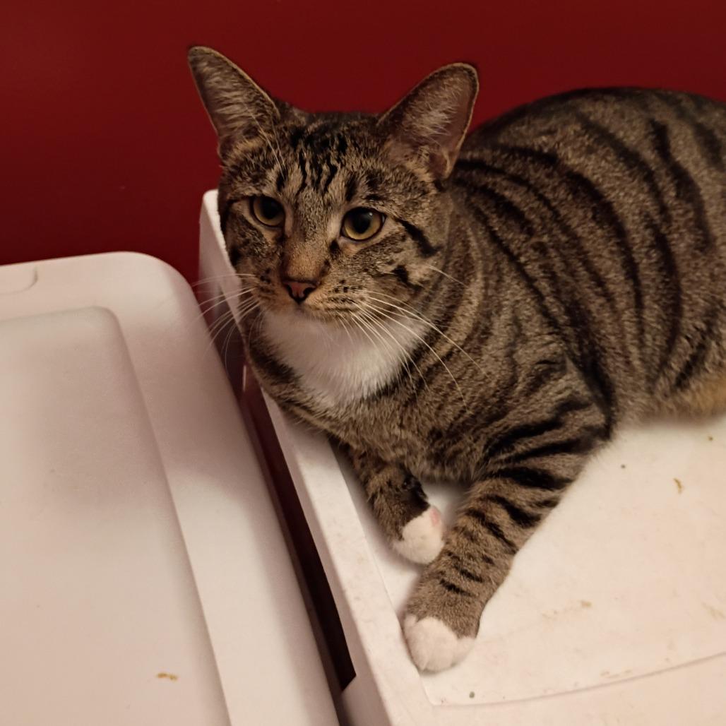 Westin, Adoptable, Young Female Domestic Short Hair.