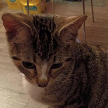 Enlarge Westin, a Adoptable Domestic Short Hair in St. Louis, MO image 2/6