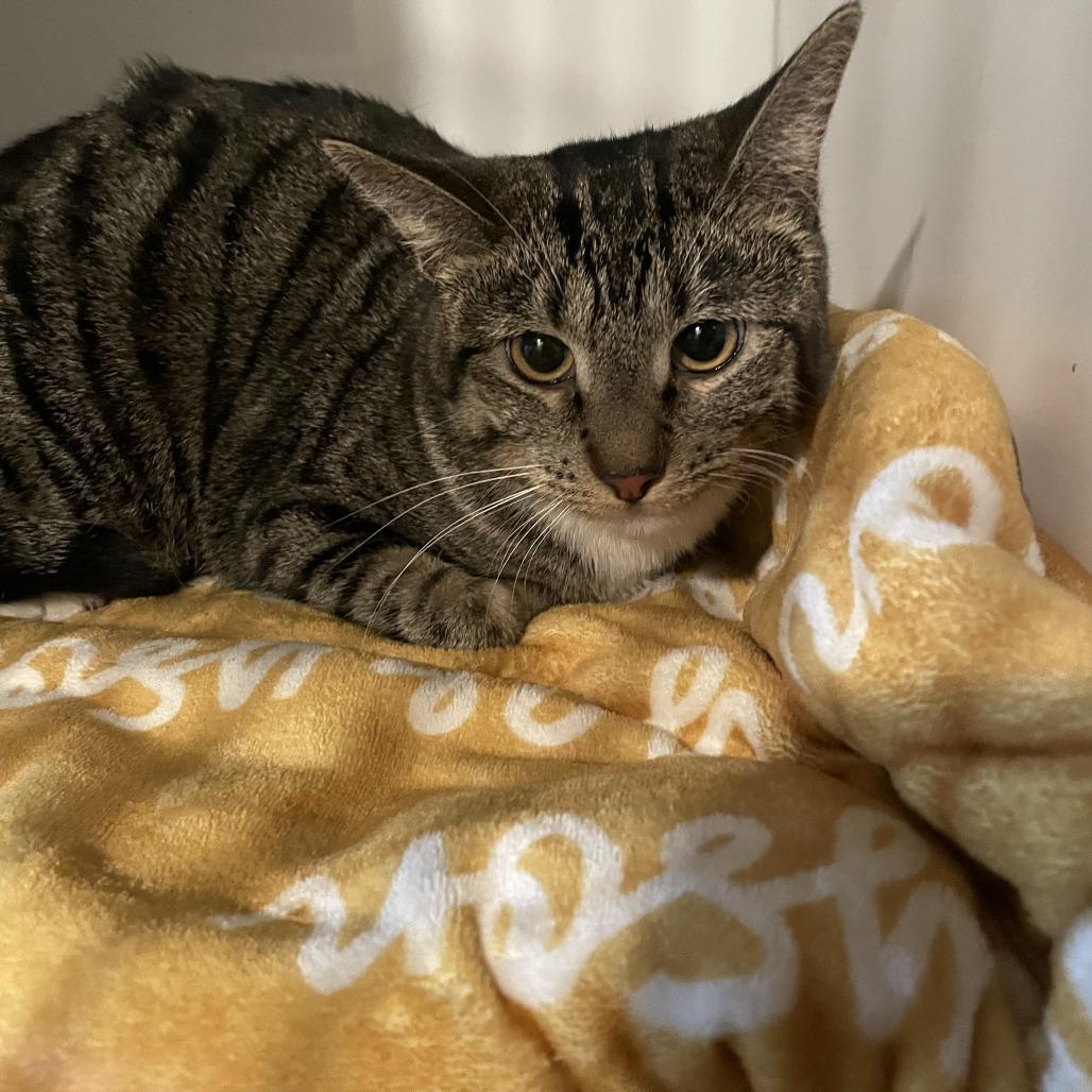 Enlarge Westin, a Adoptable Domestic Short Hair in St. Louis, MO image 4/6