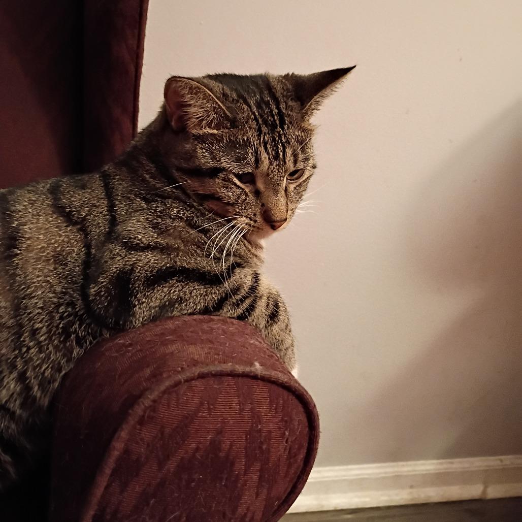Enlarge Westin, a Adoptable Domestic Short Hair in St. Louis, MO image 5/6