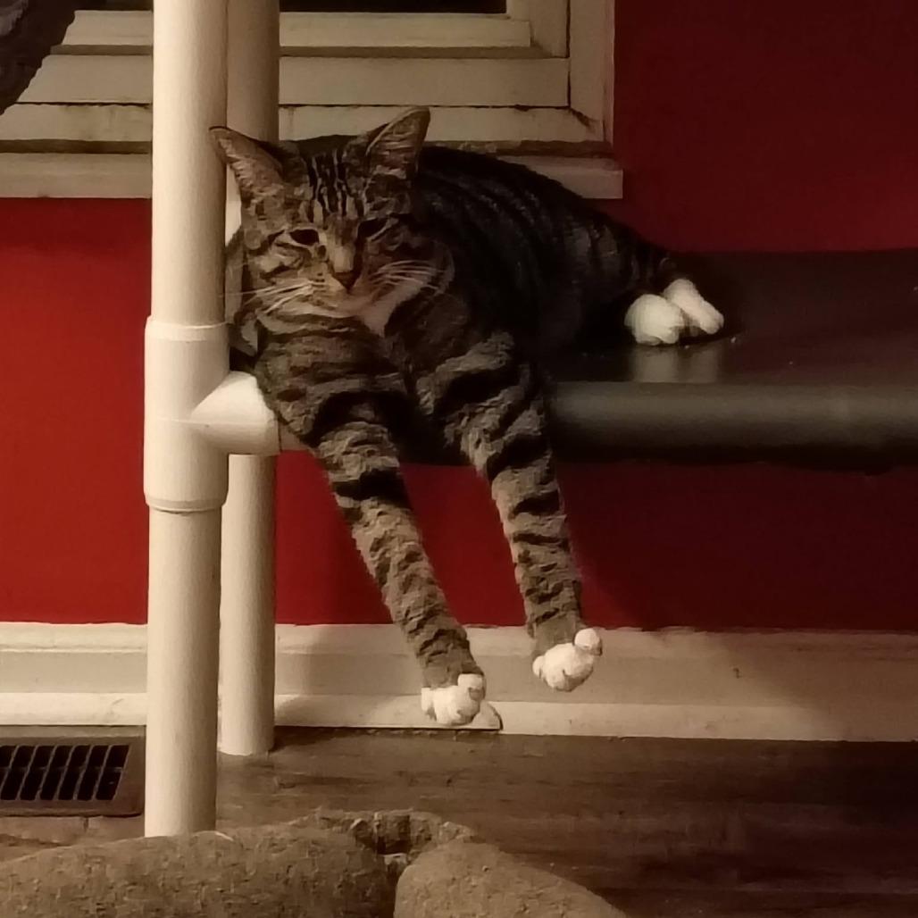 Enlarge Westin, a Adoptable Domestic Short Hair in St. Louis, MO image 6/6