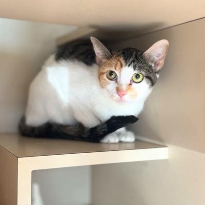 Enlarge Sally, a ADOPTABLE Domestic Short Hair in Quincy, IL image 1/1