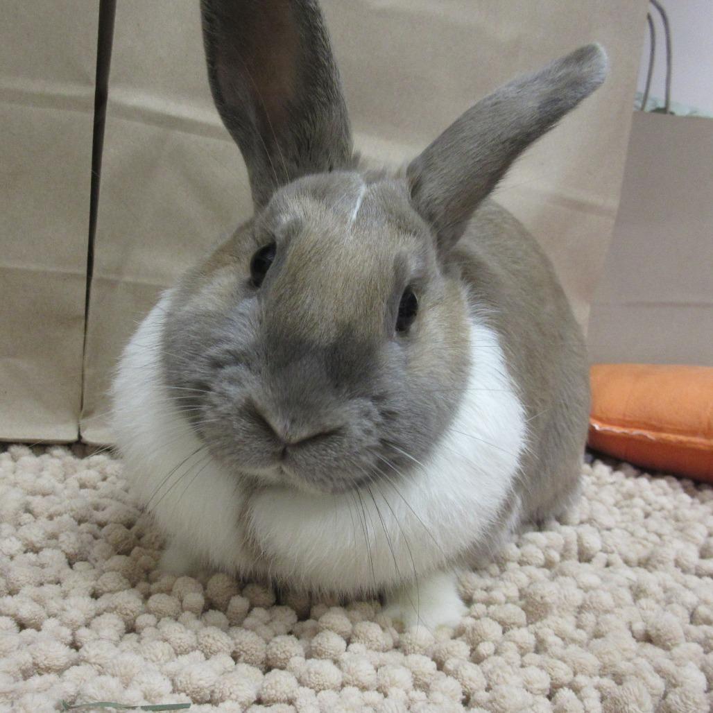 Enlarge Ash, a Adoptable Dutch in Newport, PA image 1/4