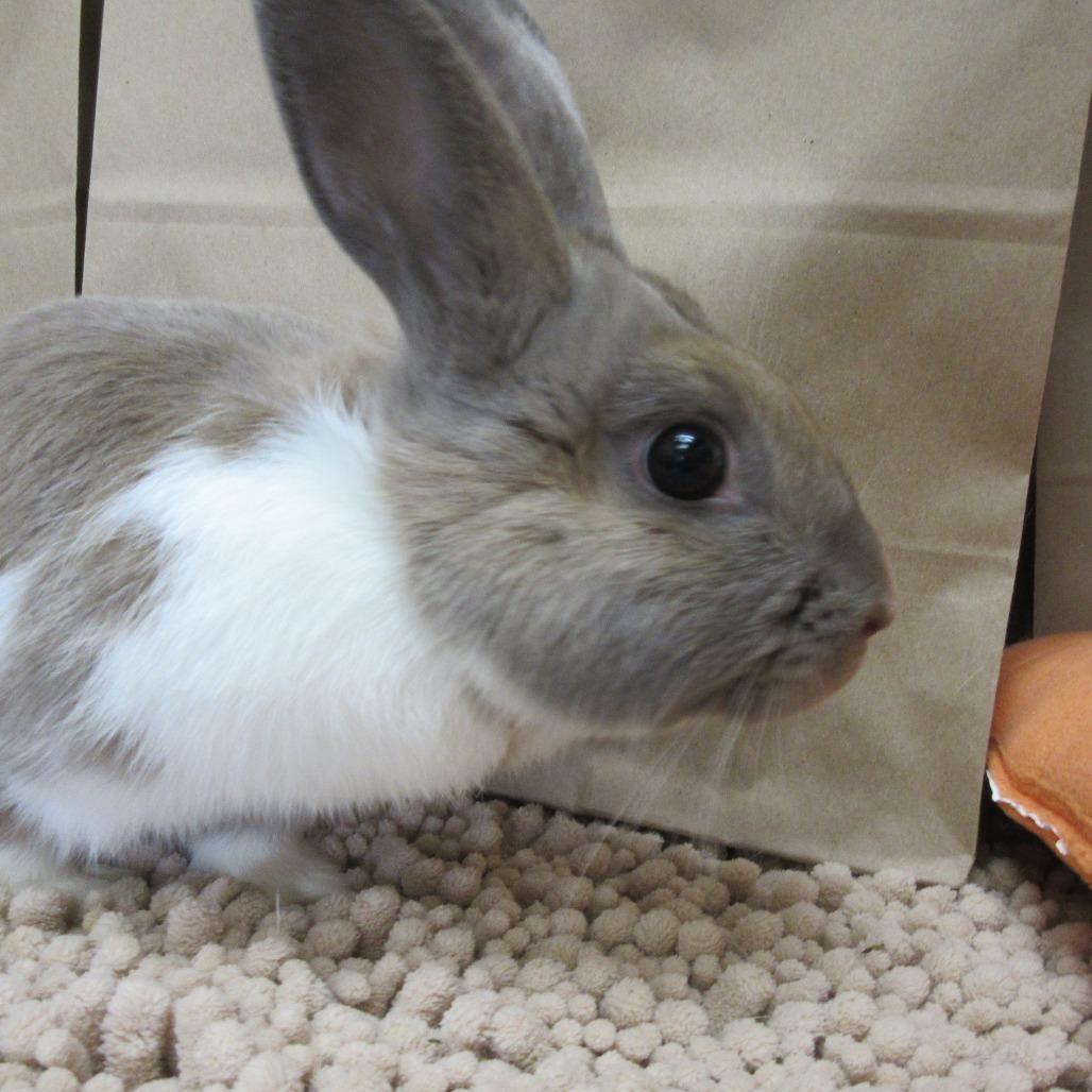 Enlarge Ash, a Adoptable Dutch in Newport, PA image 3/4