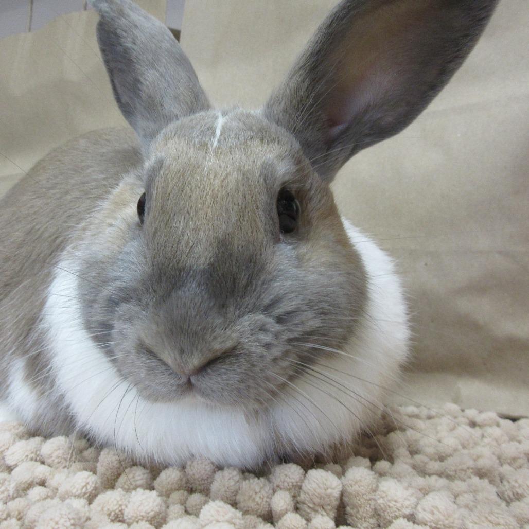 Enlarge Ash, a Adoptable Dutch in Newport, PA image 4/4