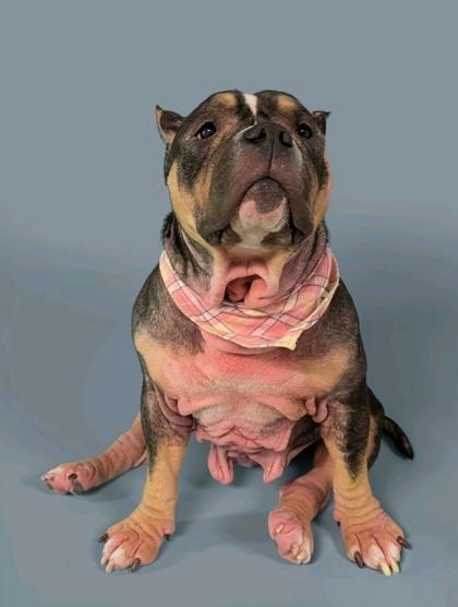 Nova, a Adoptable mixed breed in Houston, TX image 2/2