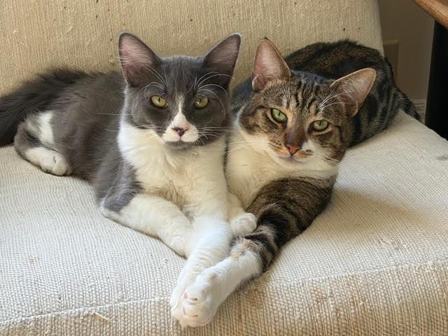 Enlarge Calvin (bonded with Cody), a Adopted Domestic Short Hair in Oakland, CA image 1/3