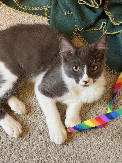 Enlarge Calvin (bonded with Cody), a Adopted Domestic Short Hair in Oakland, CA image 2/3
