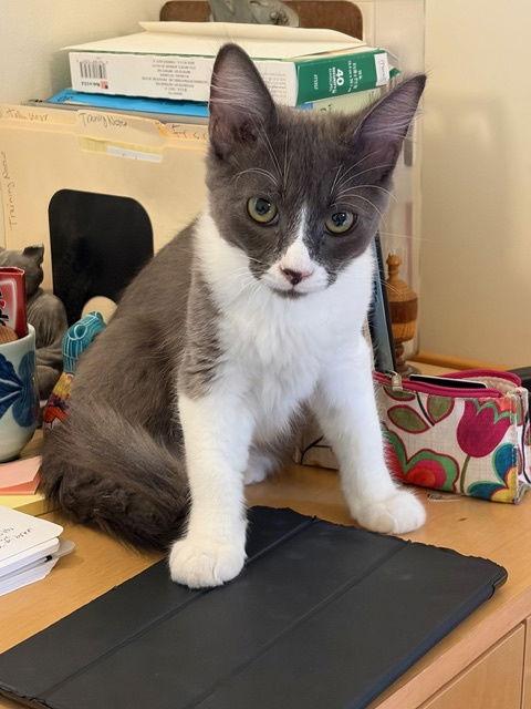 Enlarge Calvin (bonded with Cody), a Adopted Domestic Short Hair in Oakland, CA image 3/3