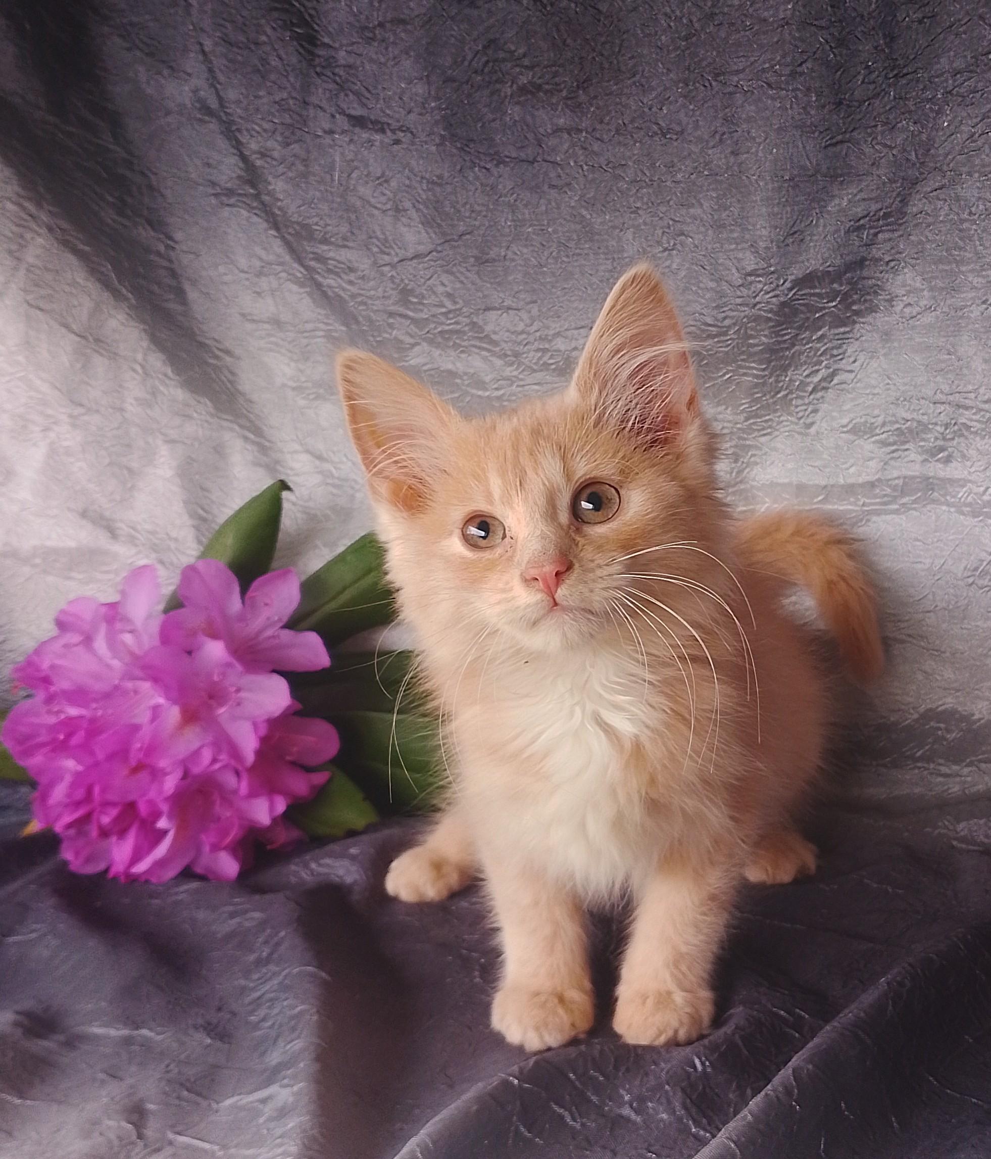 Enlarge Jewels 658, a ADOPTABLE Domestic Medium Hair in Nichols, NY image 1/1
