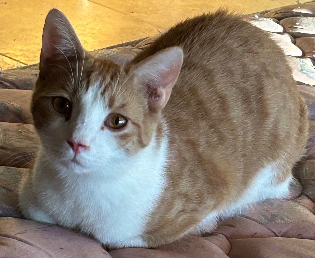 Koko