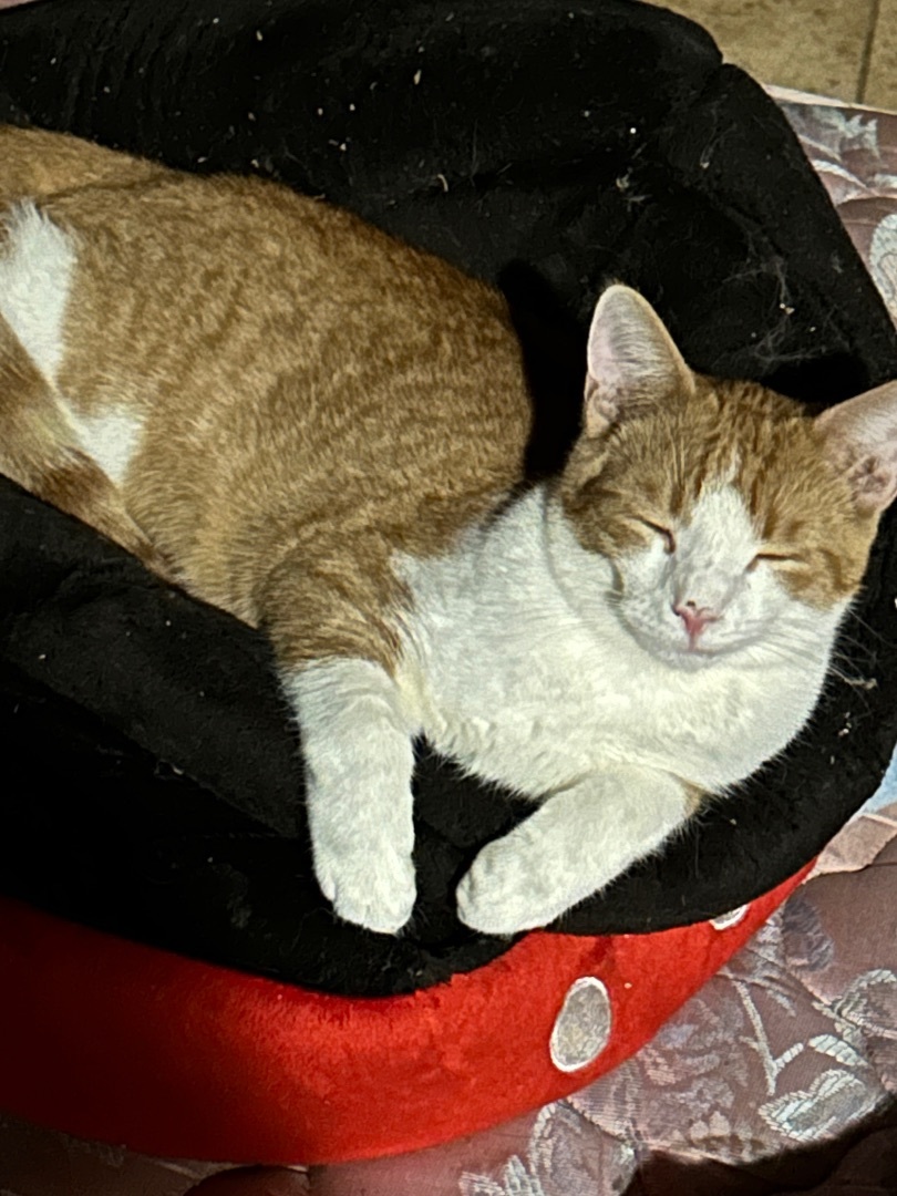 Koko