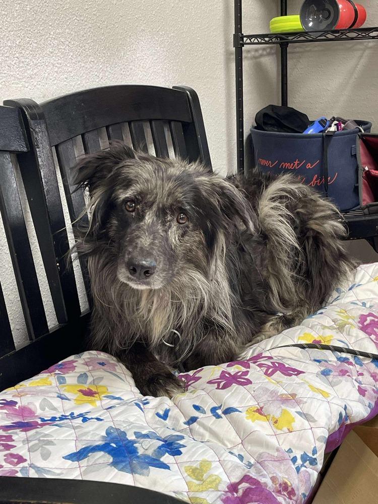 Enlarge Grizzly, a Adoptable mixed breed in Bolivar, MO image 1/2