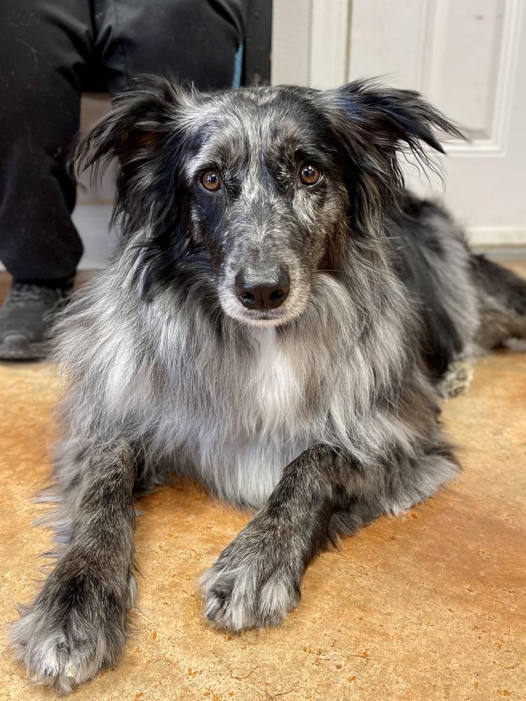 Enlarge Grizzly, a Adoptable mixed breed in Bolivar, MO image 2/3