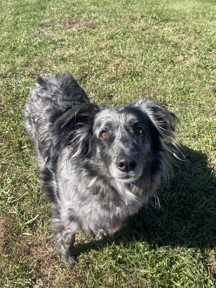 Enlarge Grizzly, a Adoptable mixed breed in Bolivar, MO image 2/2