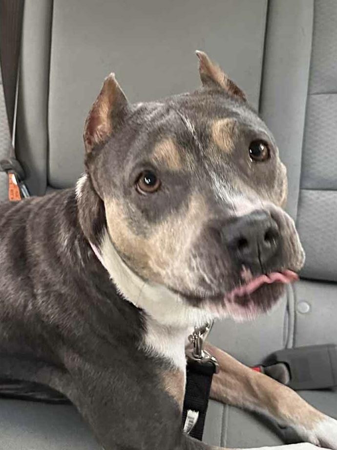 Nova, Adult Female unknown