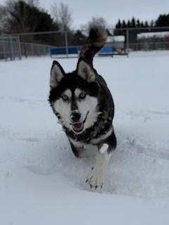 Enlarge Garnet, a ADOPTABLE Husky in Ionia, MI image 2/6