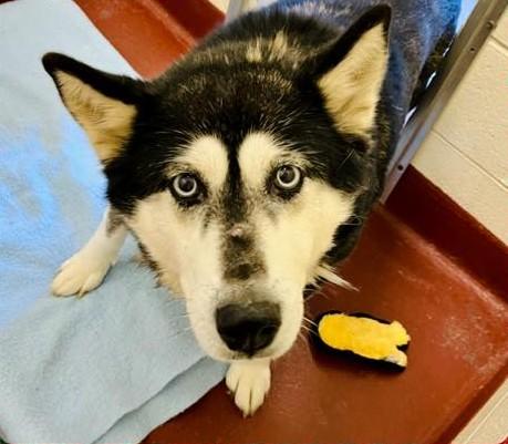 Garnet, ADOPTABLE, Senior Female Husky.